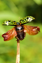Calligrapha pantherina