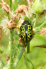 Calligrapha pantherina