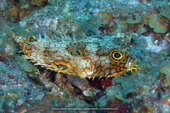 Chilomycterus antillarum