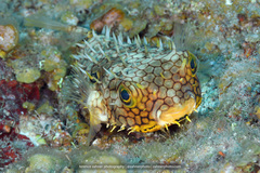 Chilomycterus antillarum