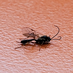 Ichneumonidae