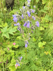 Polemonium acutiflorum
