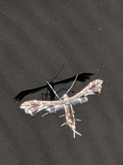 Geina periscelidactylus