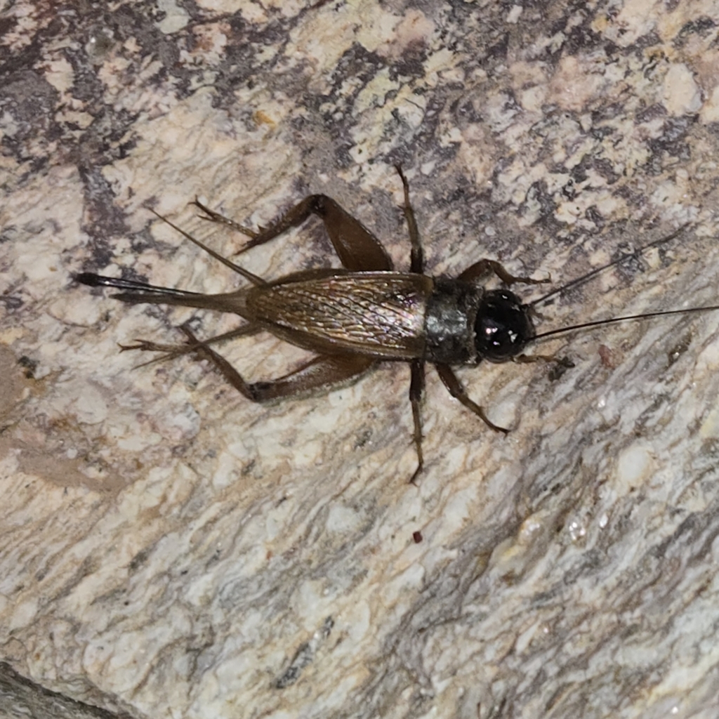 Long-chirp Field Cricket from Tucson, AZ 85749, USA on August 28, 2024 ...