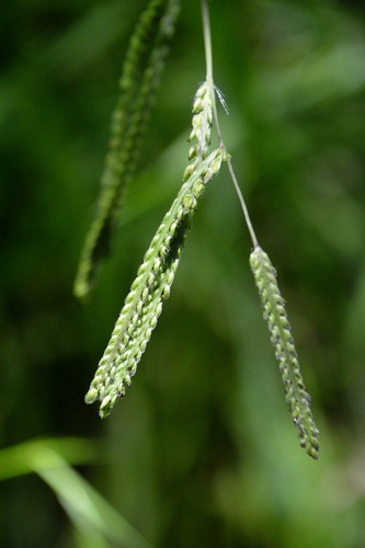 Paspalum dilatatum observed 2024-08-27
