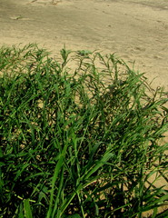 Echinochloa pyramidalis