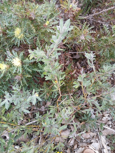 Grevillea pimeleoides, photograph 5