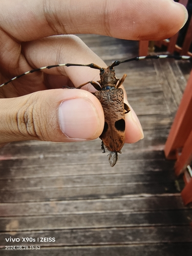 Monochamus basifossulatus