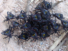 Pachylis pharaonis