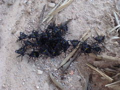 Pachylis pharaonis