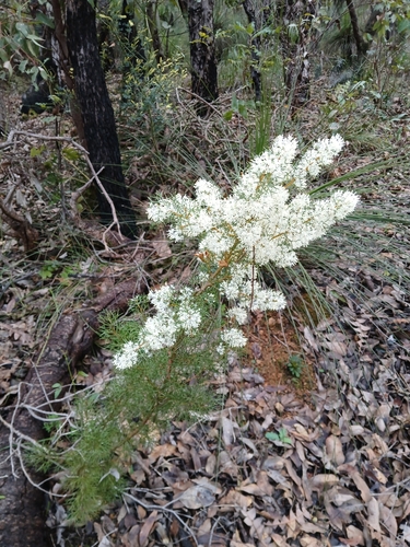 Image of Hakea lissocarpha by (c) naturewatchwidow, some rights reserved (CC BY)