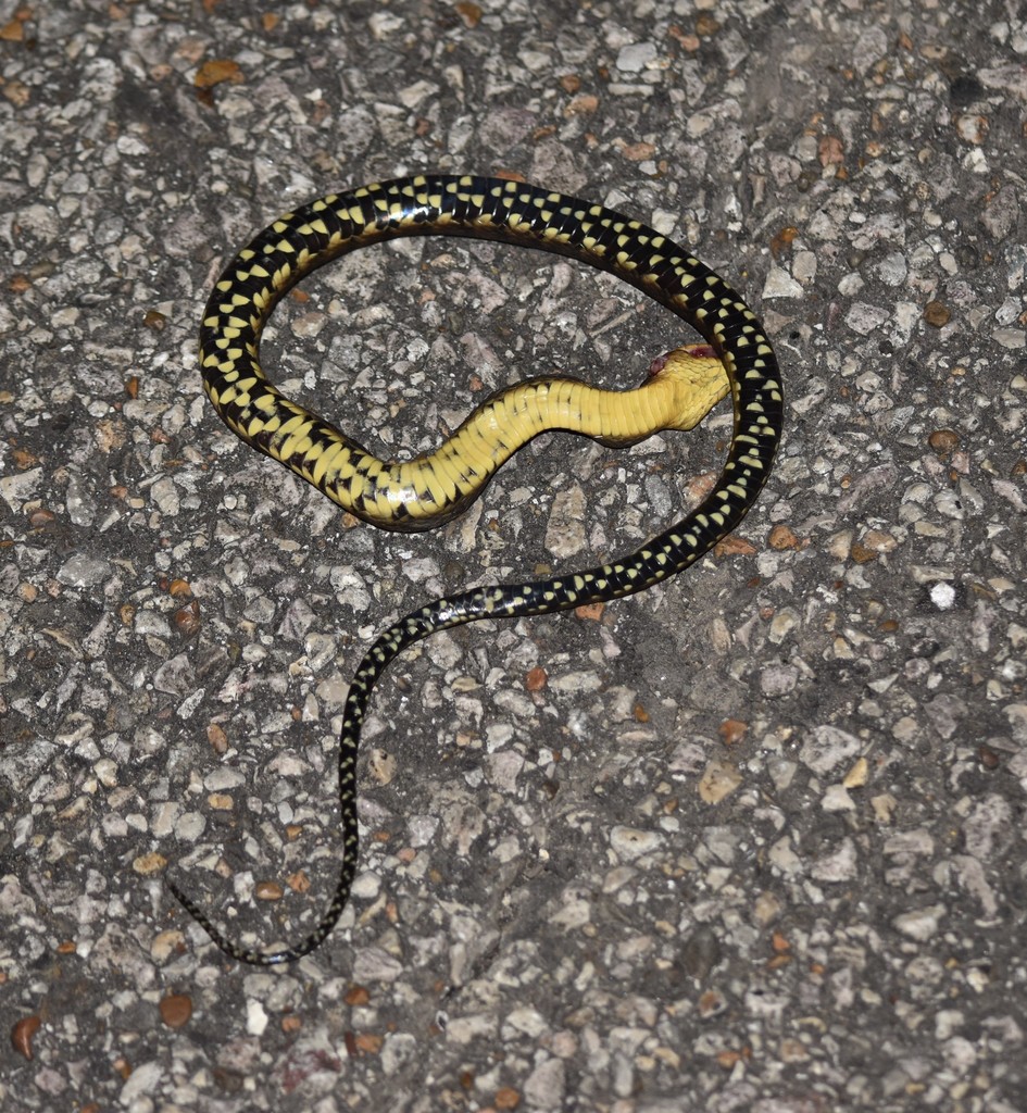 Mississippi Green Water Snake