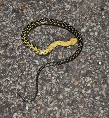 Mississippi Green Water Snake photo 1