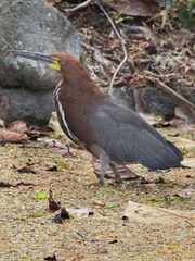 Tigrisoma lineatum