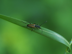 Anastrangalia dubia