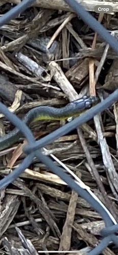 Common Tree Snake sighting