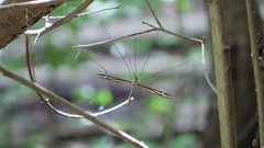 Tipula caloptera
