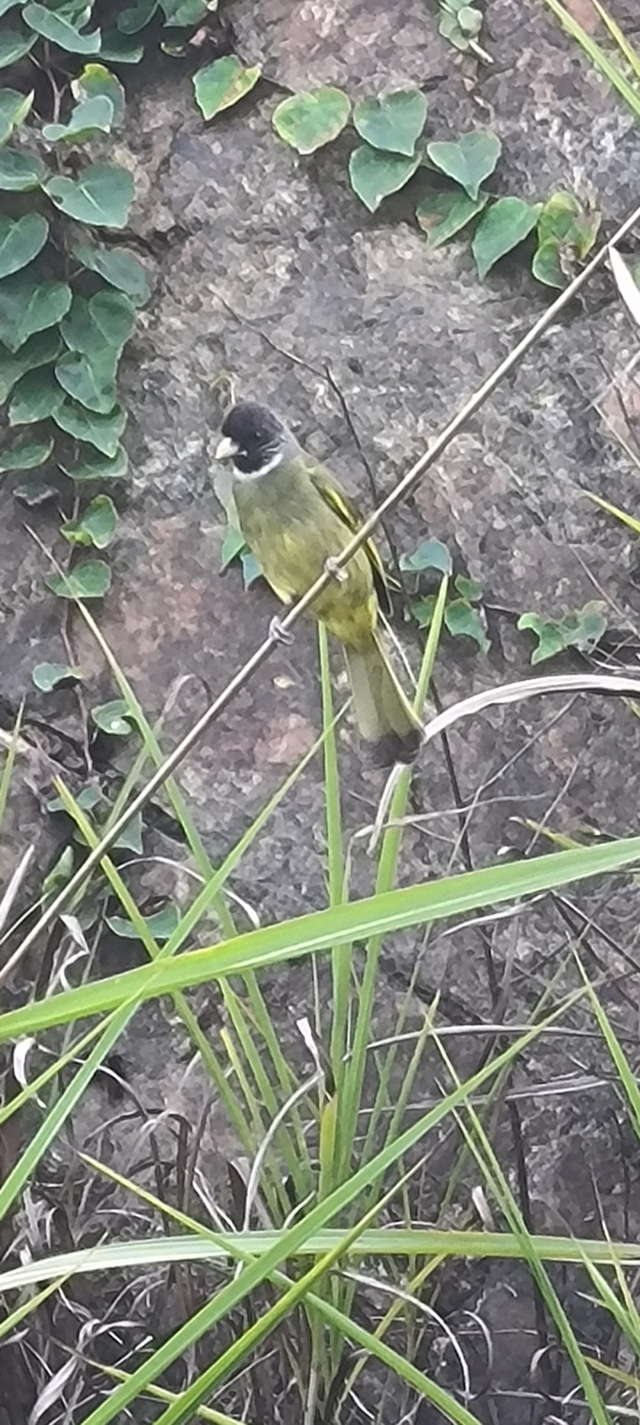 Collared Finchbill