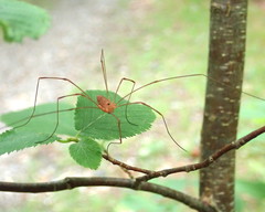 Leiobunum ventricosum