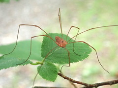 Leiobunum ventricosum