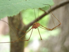 Leiobunum ventricosum