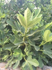 Ficus carica