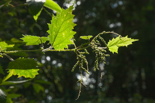 Urtica thunbergiana (Urtica thunbergiana)