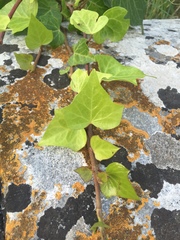 Hedera helix