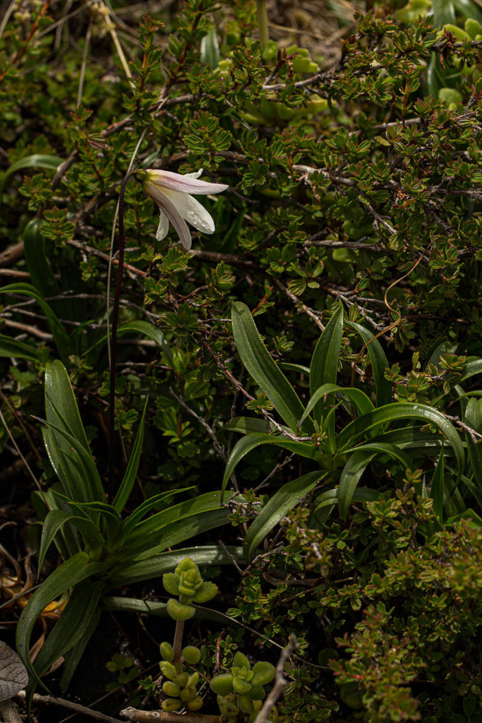 Xerophyta seinei