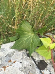 Hedera helix