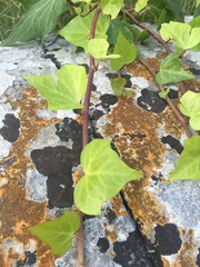 Hedera helix