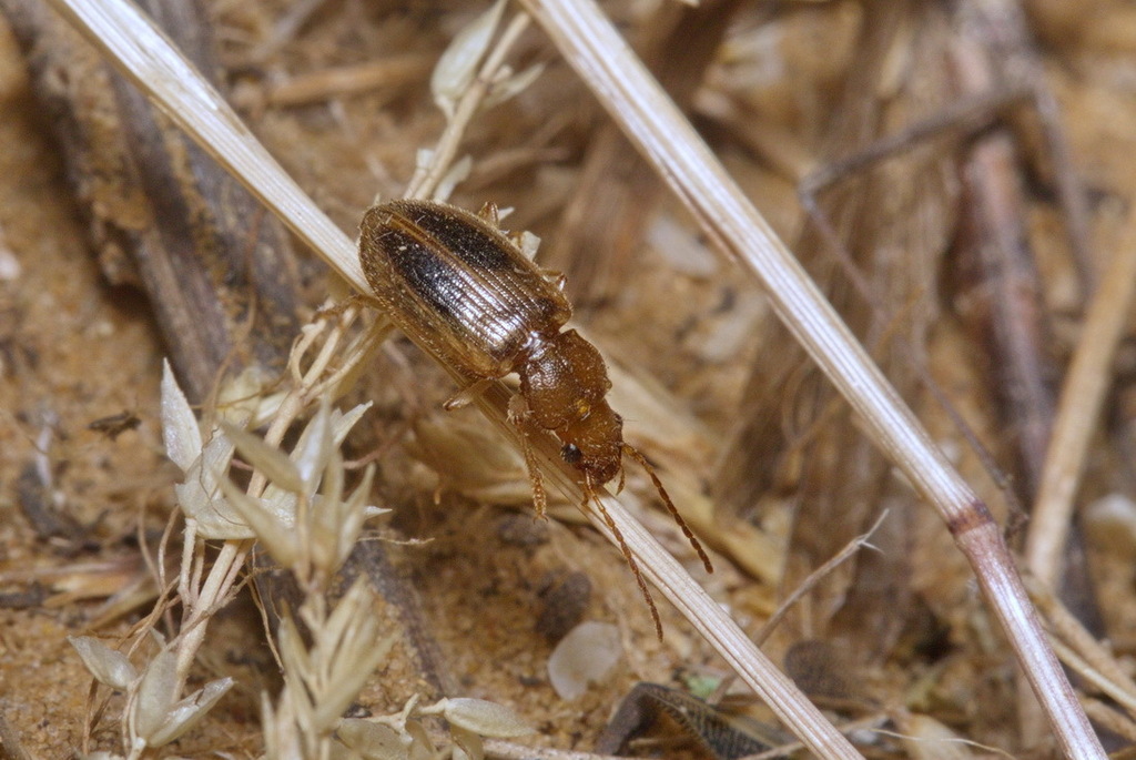 Dicheirotrichus ustulatus