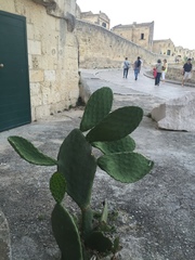 Opuntia