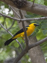 Gymnomystax mexicanus