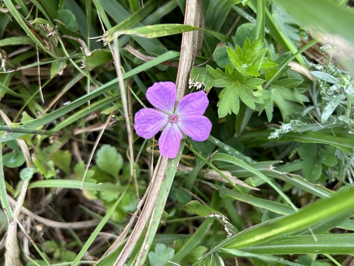 Geranium yesoense iNat (3)