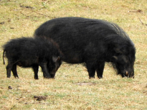 Giant Forest Hog