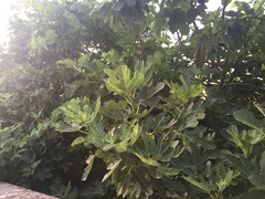 Ficus carica