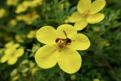 Physocephala burgessi
