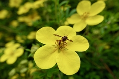 Physocephala burgessi