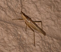 Bucrates malivolans