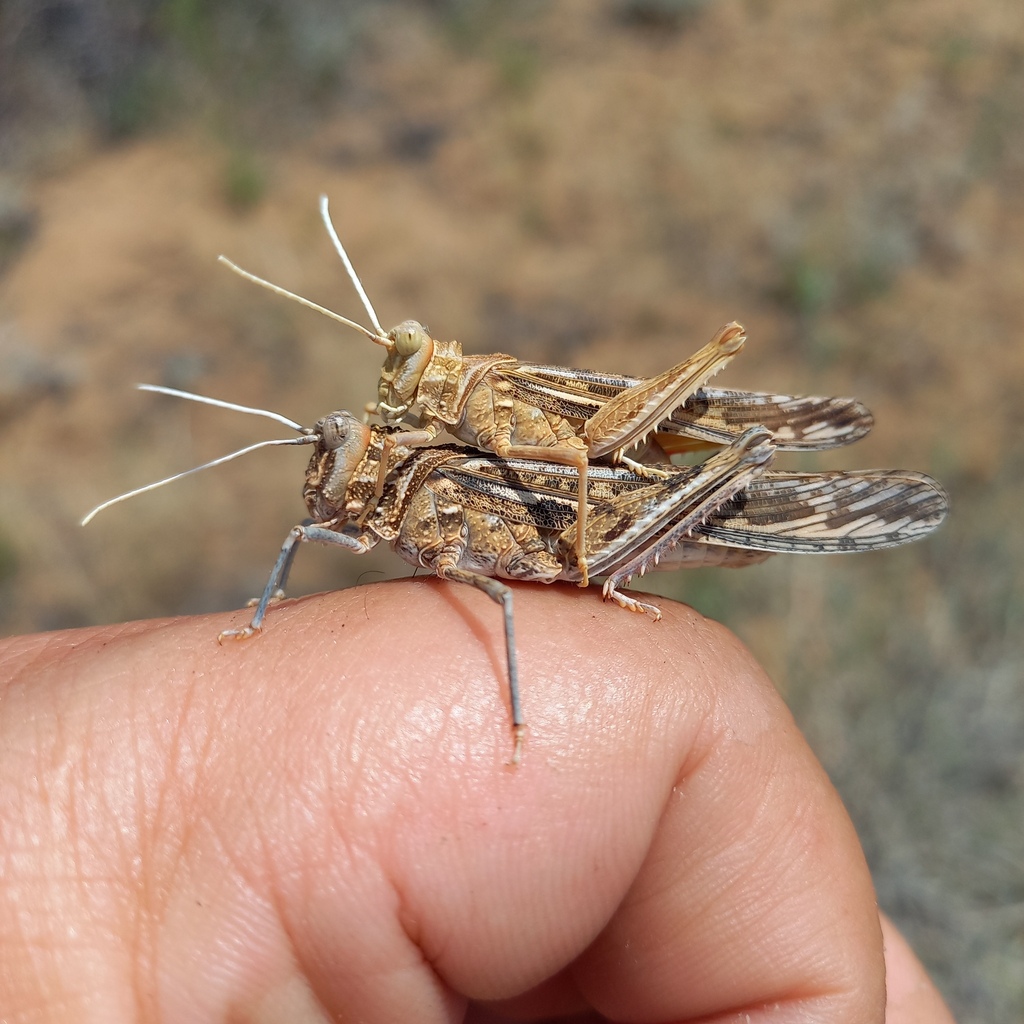 Thrinchus schrenkii