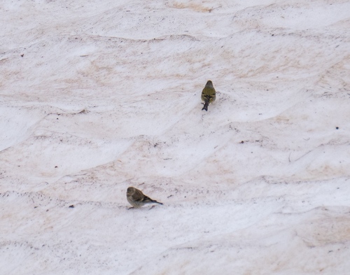 Citril Finch (Carduelis citrinella), photo 4
