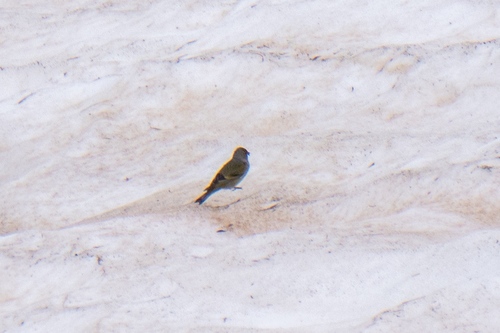 Citril Finch (Carduelis citrinella), photo 7