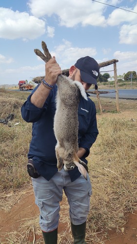 African Savanna Hare (Lepus microtis)