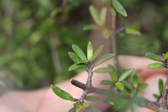 Coprosma propinqua propinqua