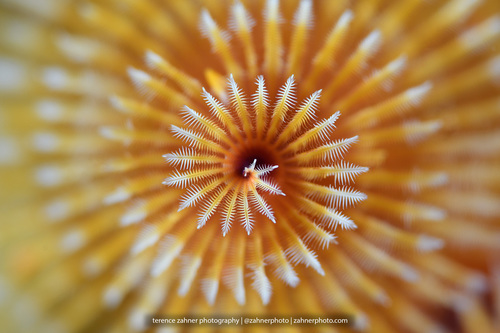 Photo of Christmas tree worm (Spirobranchus giganteus)