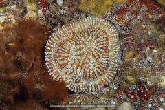 Mycetophyllia