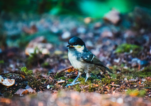 Carbonero garrapinos (Periparus ater)