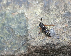 Ancistrocerus waldenii