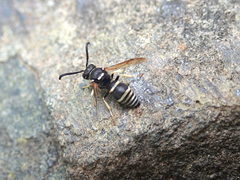 Ancistrocerus waldenii